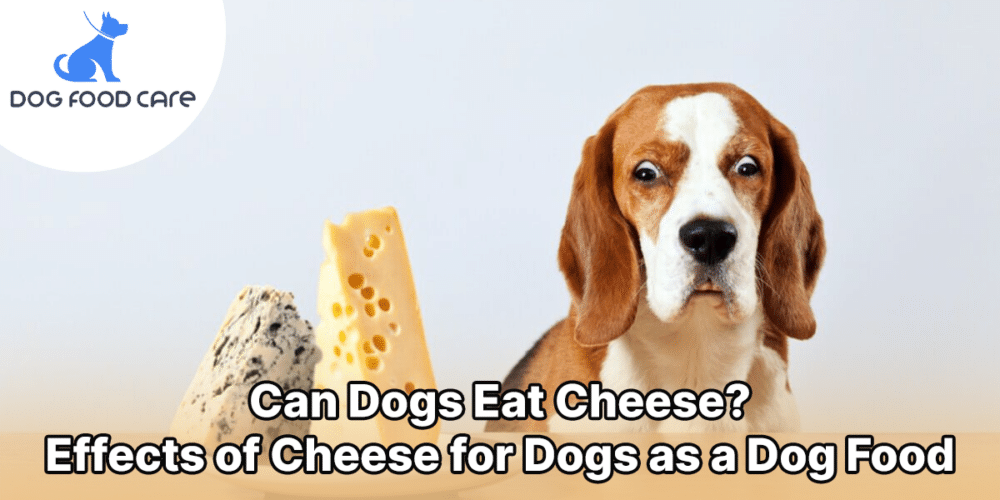 can dogs eat cheese