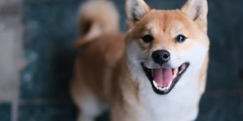 close up one Shiba Inu dog barking and looking at camera