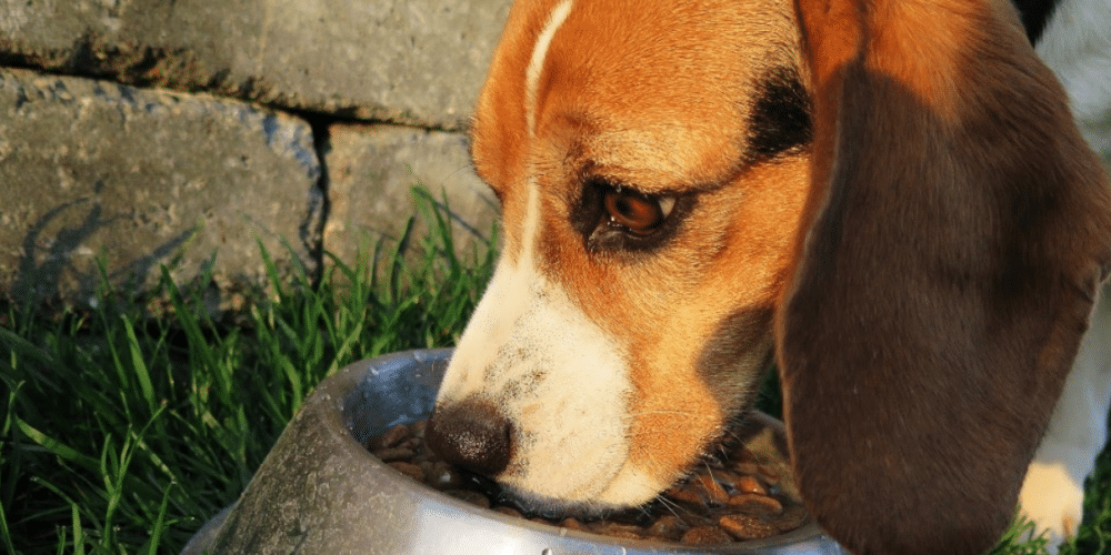 dog eating from bowl