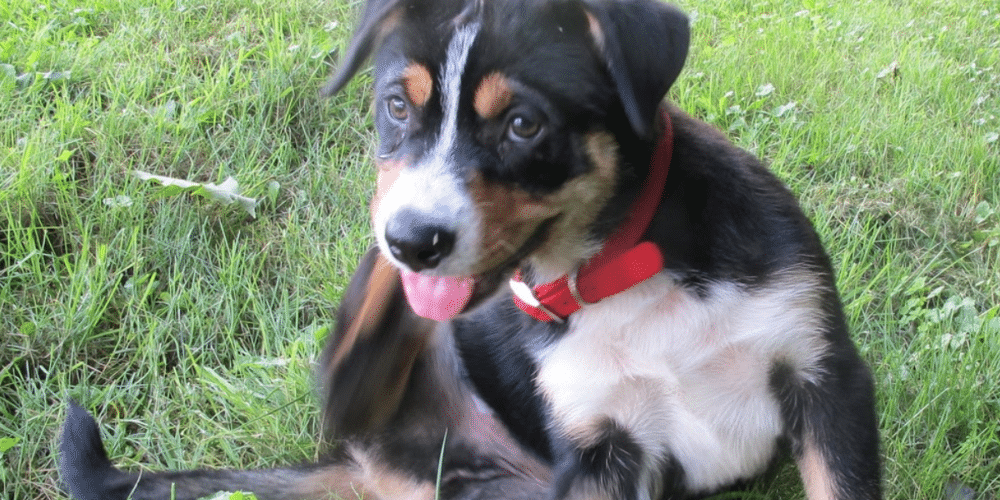dog sitting in grass