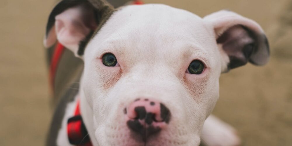 french bulldog pitbull mix featured image