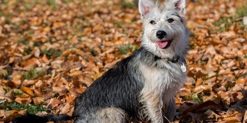 mongrel, mutt dog in the autumn time