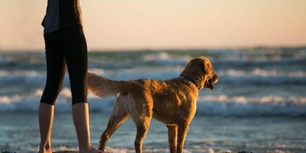 a dog at the beach