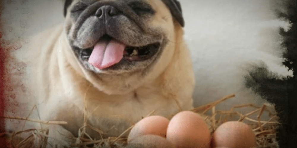 pug sitting next to eggs