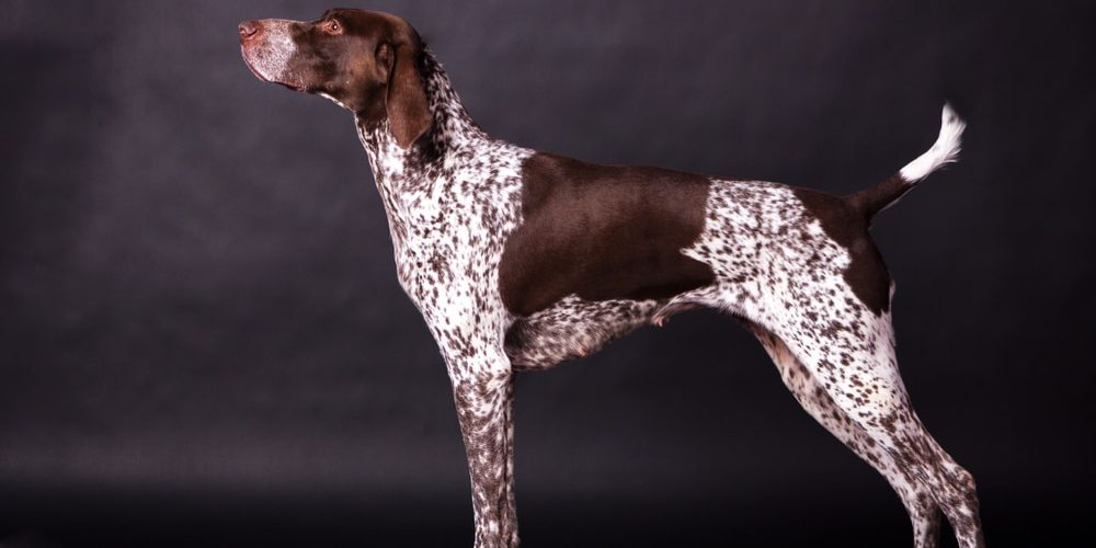 Young german shorthaired pointer looking forward on black background