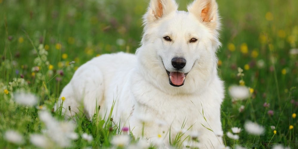 a white german shepherd in a meadow