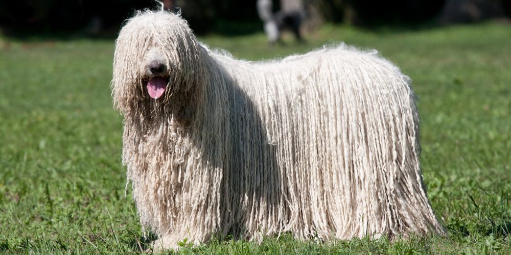 Komondor (Hungarian sheepdog) posing in the park