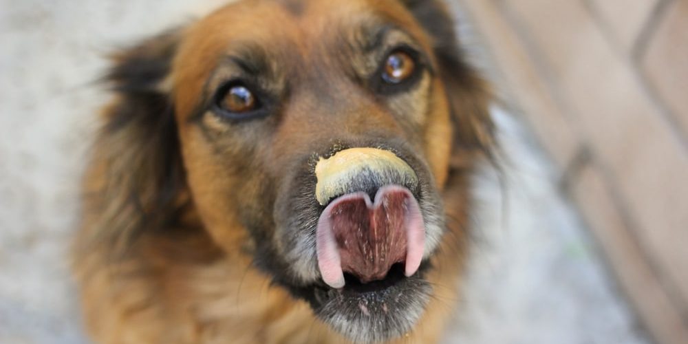 A dog with butter on its nose.
