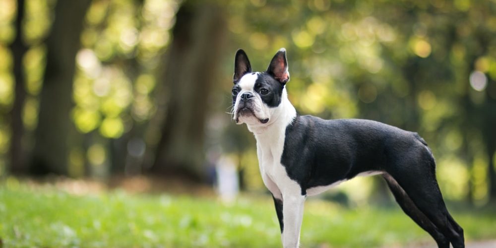Boston terrier posing in the park.