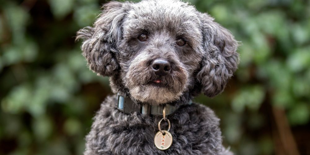 Cute,Grey,Schnoodle,In,Autumn,Park