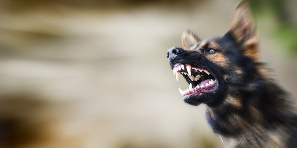 A German Shepherd baring its teeth.