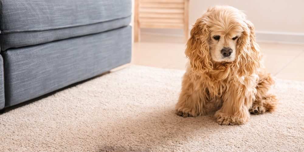 Cute dog near wet spot on carpet