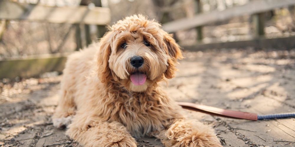 Golden Labradoodle dog outside in fall season