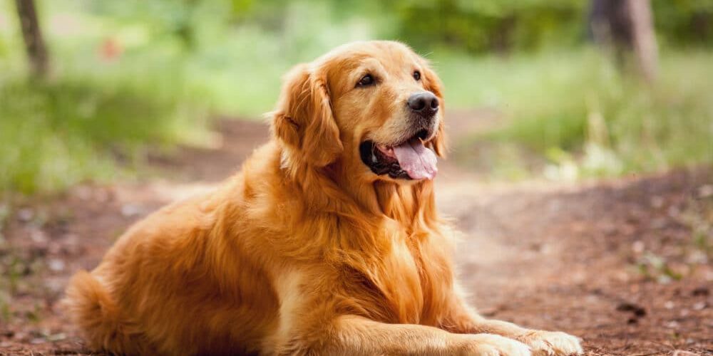 A Golden Retriever outside.