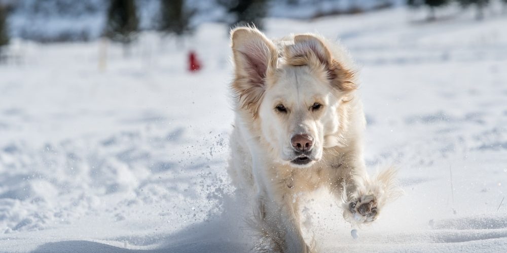 English Cream Golden Retriever running in the snow