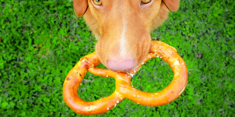 Nova scotia duck tolling retriever dog holding a pretzel in its mouth.