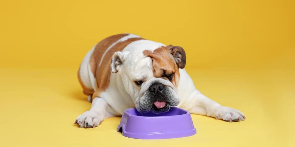 Adorable funny English bulldog with feeding bowl on yellow background