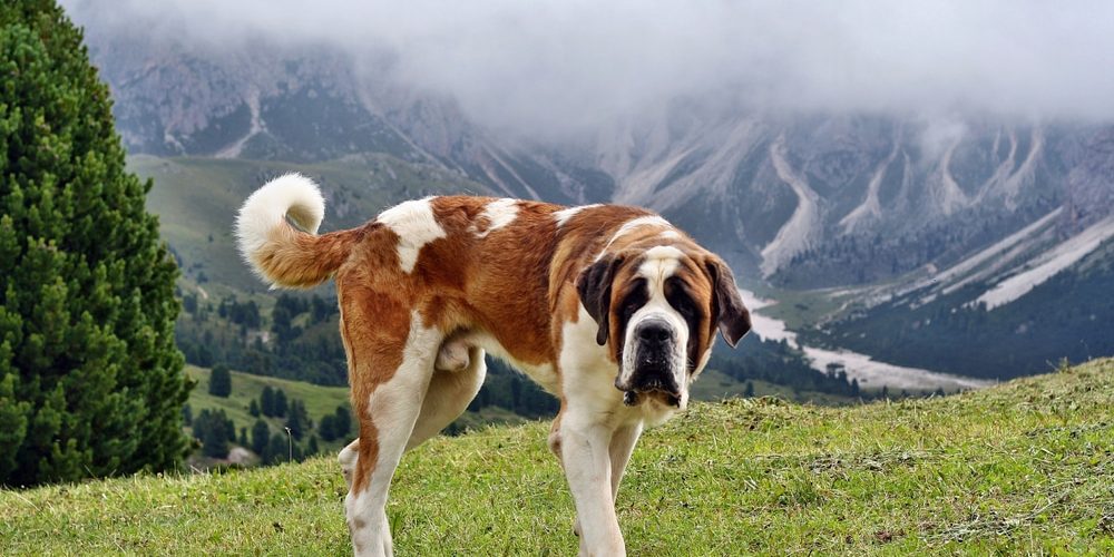 Saint Bernard dog in the Alps