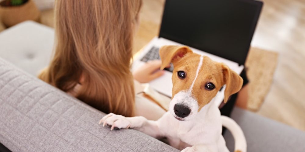 Close up shot of young woman with her jack russell terrier puppy