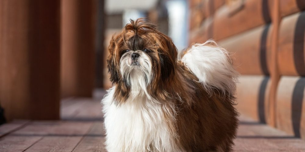 Shih Tzu dog with long groomed hair