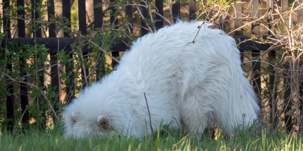 young Samoyed dog with white fluffy coat digging and sniffing under a fence