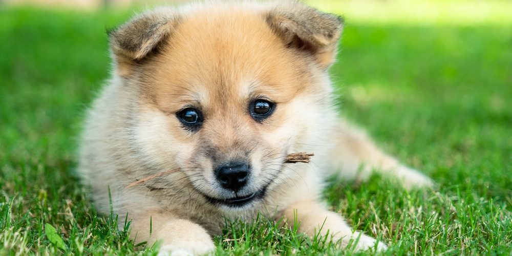 a cute pomsky puppy in a garden