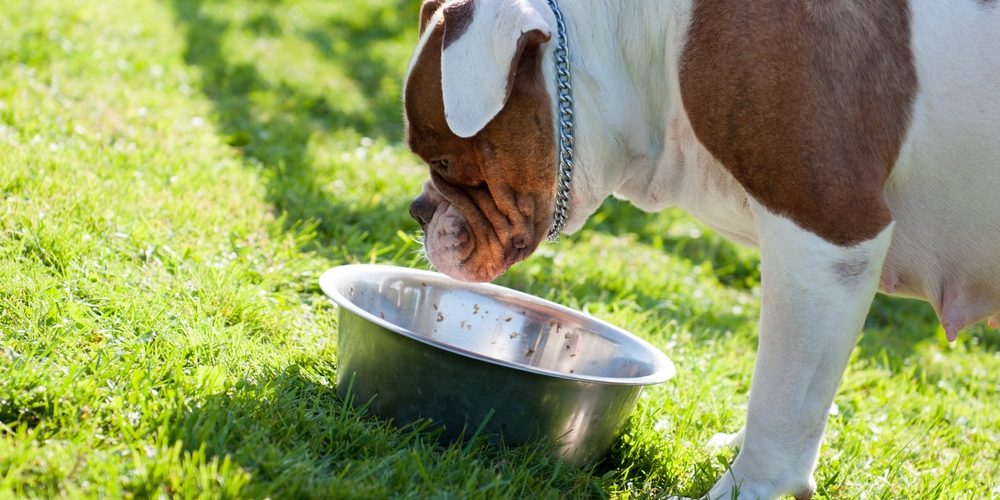 American Bulldog eating from a bowl in a green field