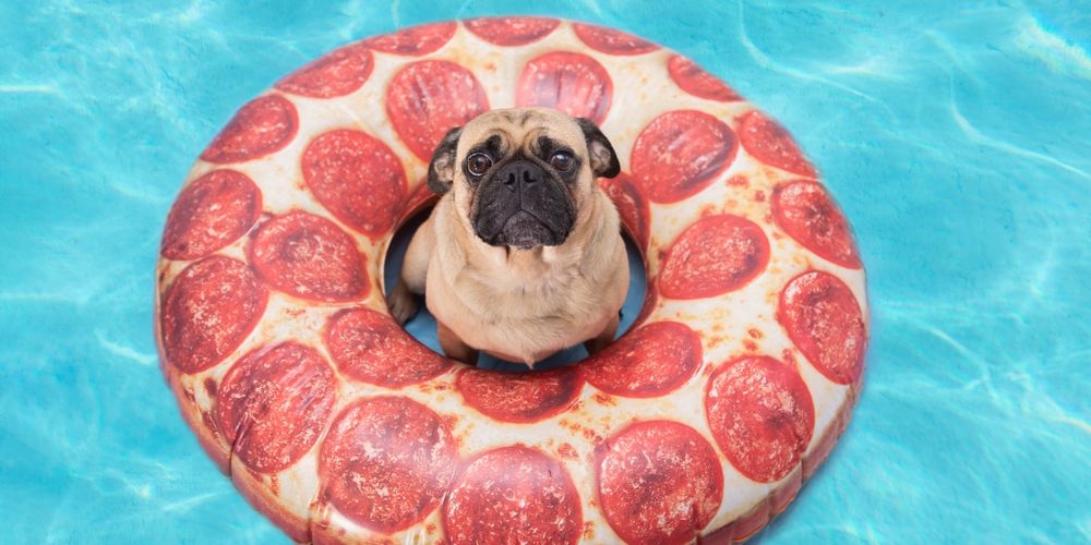 Cute pug dog floating in a pizza pool floatation device