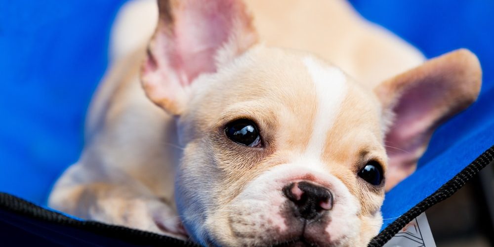 Small lovely cream-colored chihuahua