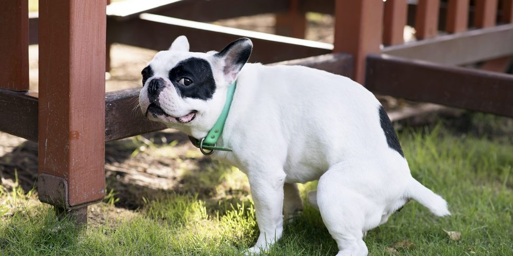 French bulldog pooping on grass field