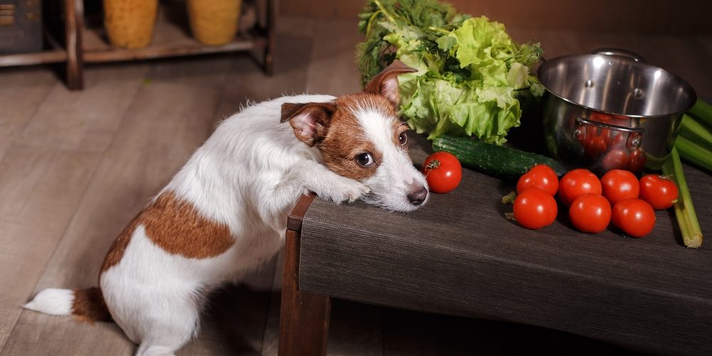 Dog breed Jack Russell Terrier and foods are on the table in the kitchen