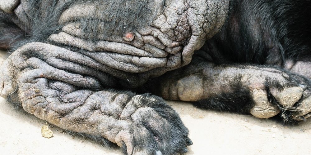 Dog have yeast infection on skin