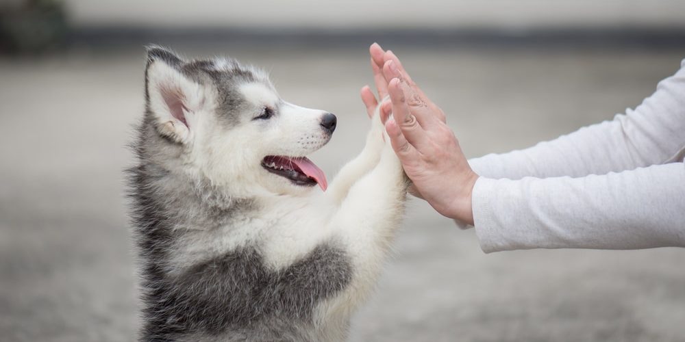 Puppy pressing his paw against a girl's hand