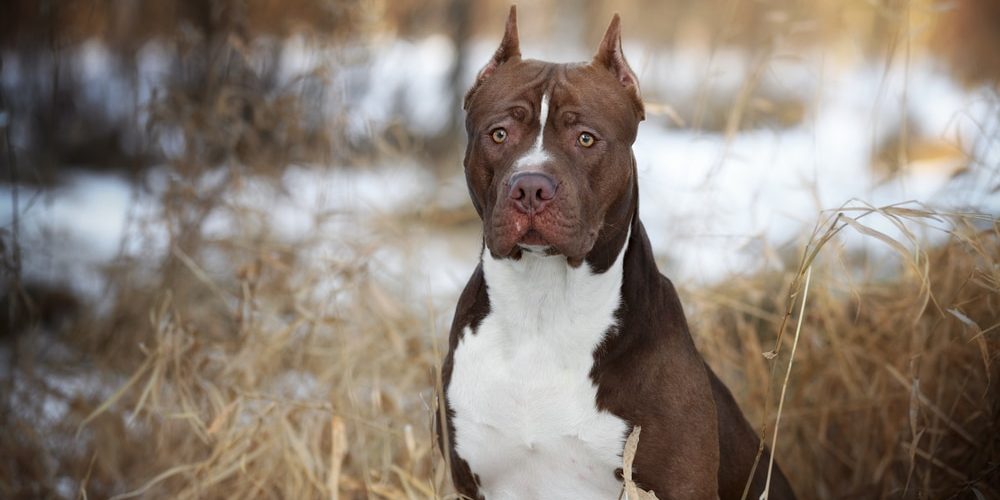 American Pit Bull Terrier