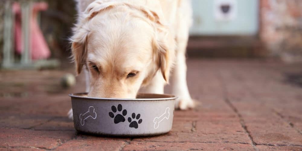 A dog eating out of a bowl.
