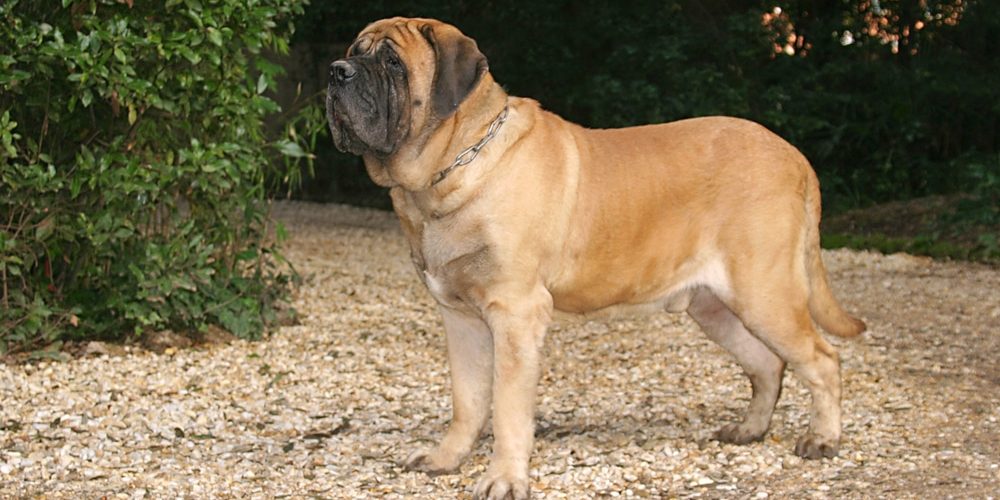 a Mastiff Dog outdoors.