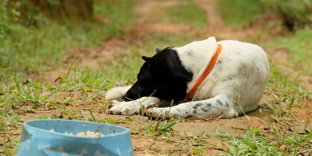 A dog not eating its food and staying away from its bowl.