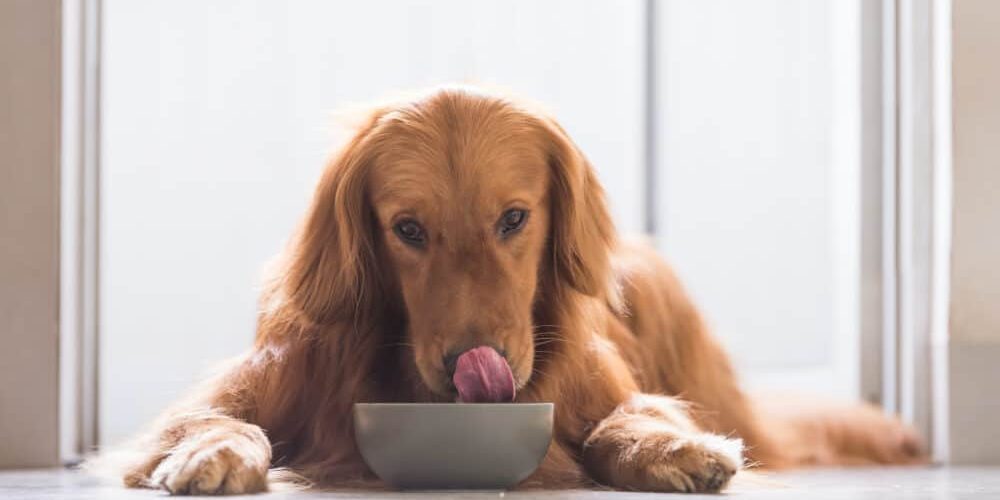 A dog eating out of a bowl.