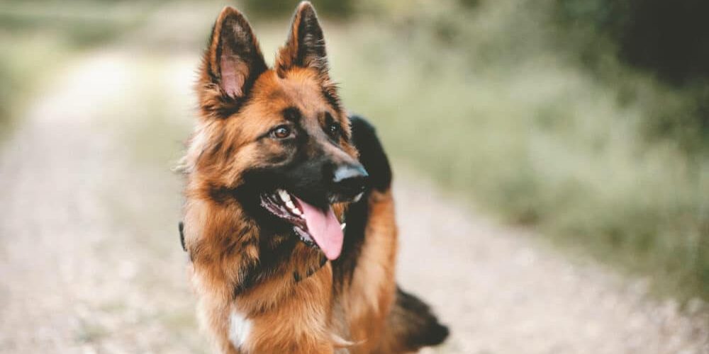 A German Sheperd outside with its tongue hanging out.