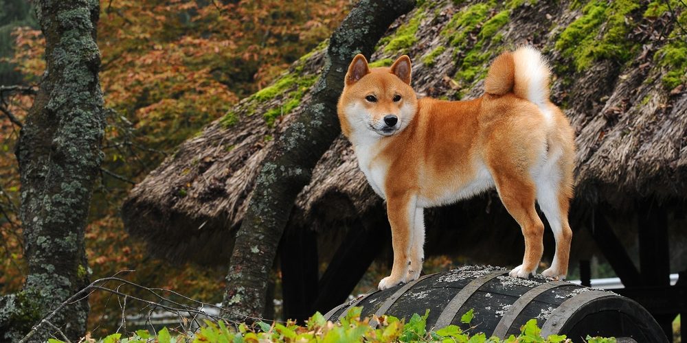 A shiba inu dog in the woods.