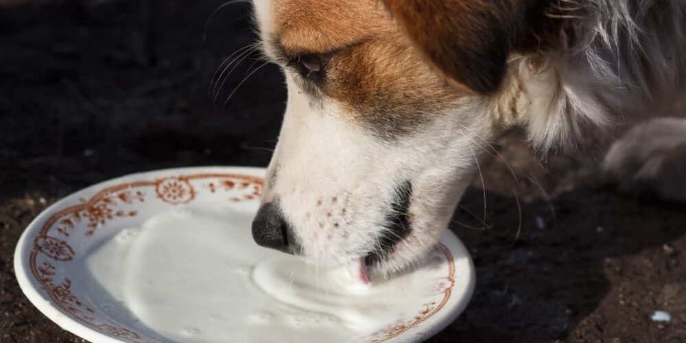A dog eating dairy.