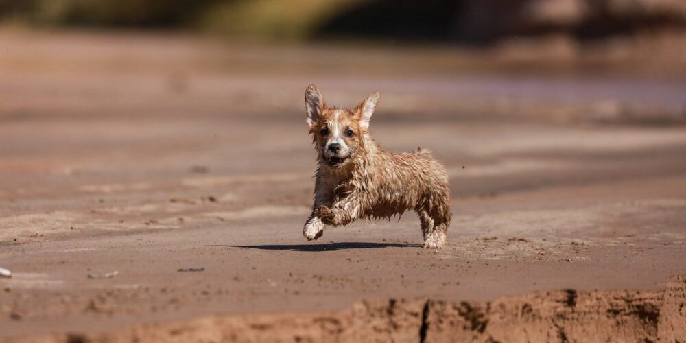 teacup dogs featured image