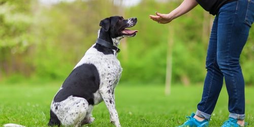 woman gives a command to her mixed breed dog